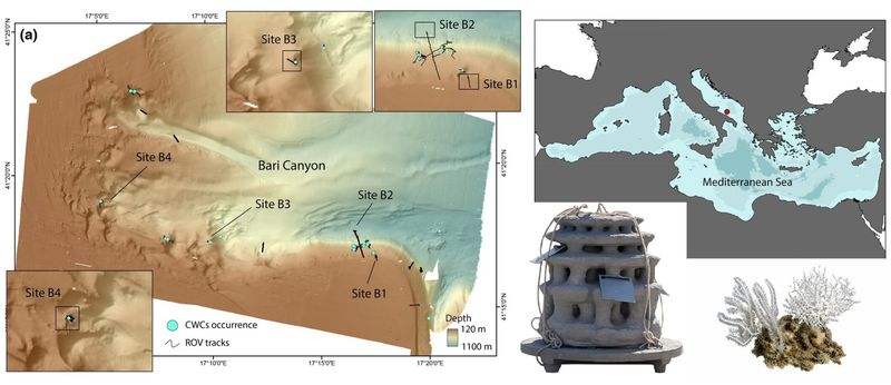 Artificial Reef Structures in the Bari Canyon