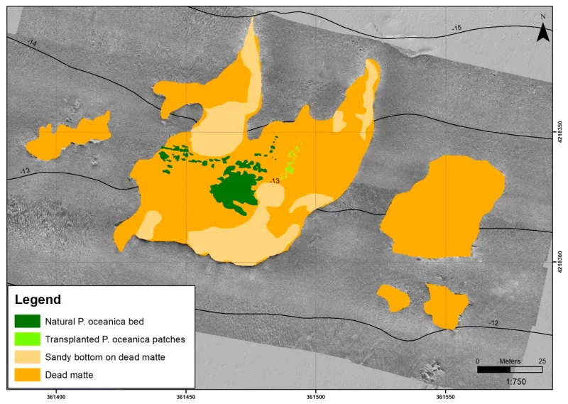 Performance Assessment of Posidonia oceanica (L.) Delile Restoration Experiment on Dead matte Twelve Years after Planting—Structural and Functional Meadow Features