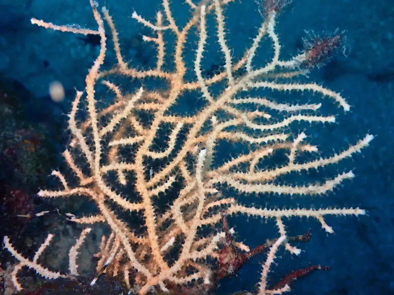 Environmental niche, spatial distribution and size structure of shelf-dwelling populations of the gorgonian Eunicella cavolini (Koch, 1887) in NW Mediterranean