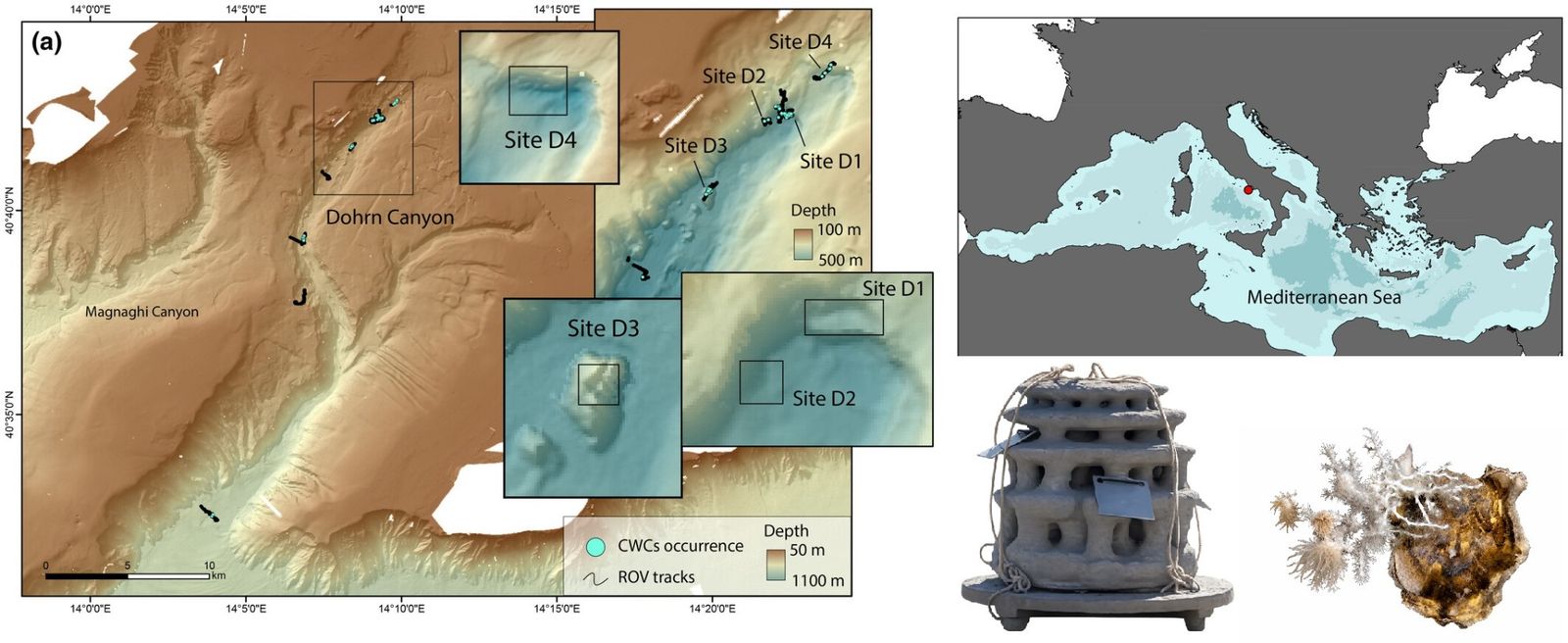 Artificial Reef Structures in the Dohrn Canyon (Gulf of Naples)