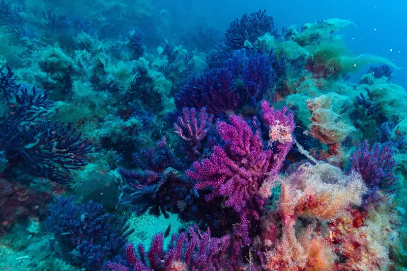 Near-pristine benthic habitats on the Francesc Pagès Bank, Alboran Sea, western Mediterranean