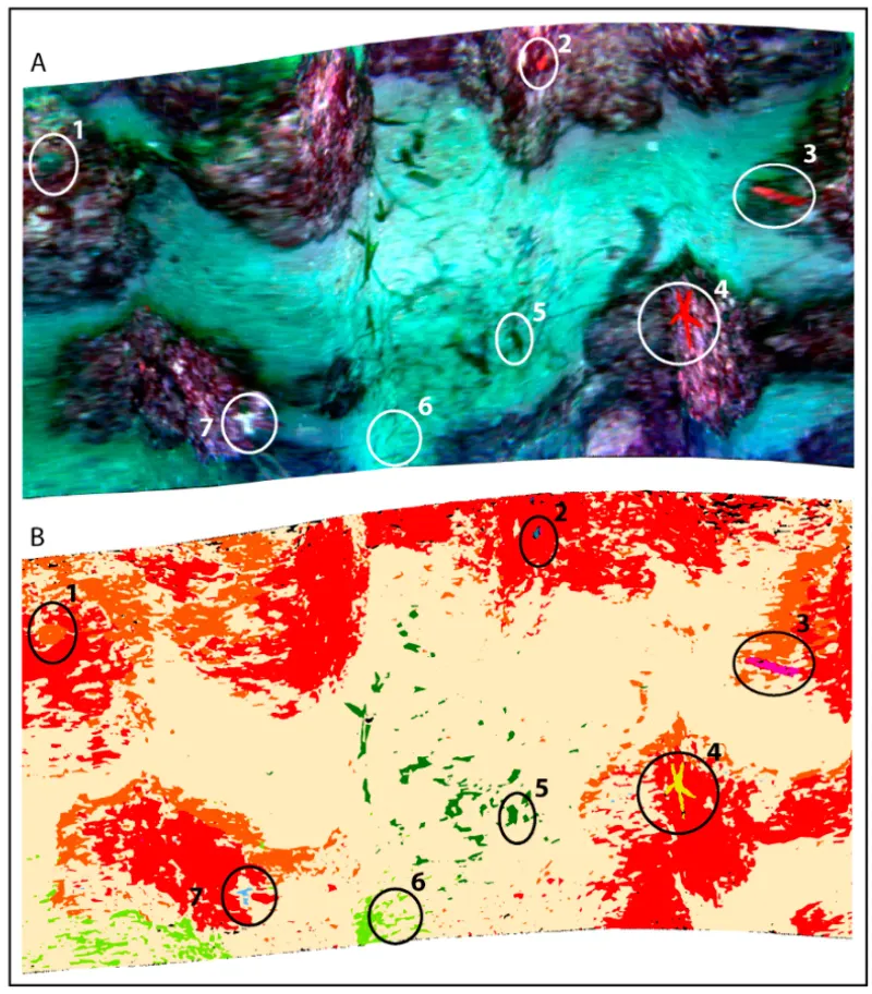Application of Hyperspectral Imaging to Underwater Habitat Mapping, Southern Adriatic Sea
