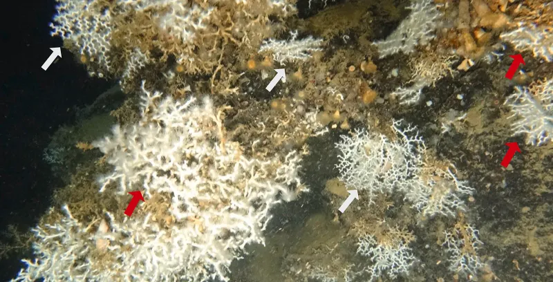 Habitat suitability model for predicting the occurrence of scleractinian cold-water corals in the Gulf of Naples (Tyrrhenian Sea): A tool for restoration planning and governance of deep-sea ecosystems