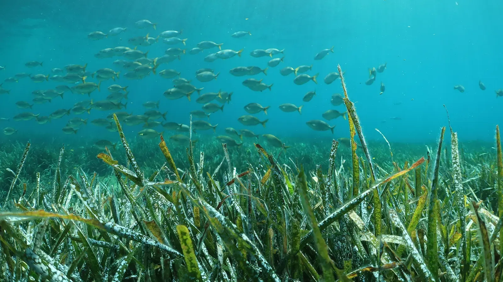 A dense Posidonia oceanica meadow.