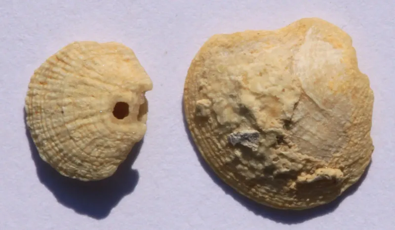 A brachiopod biotope associated with rocky bottoms at the shelf break in the central Mediterranean Sea: Geobiological traits and conservation aspects