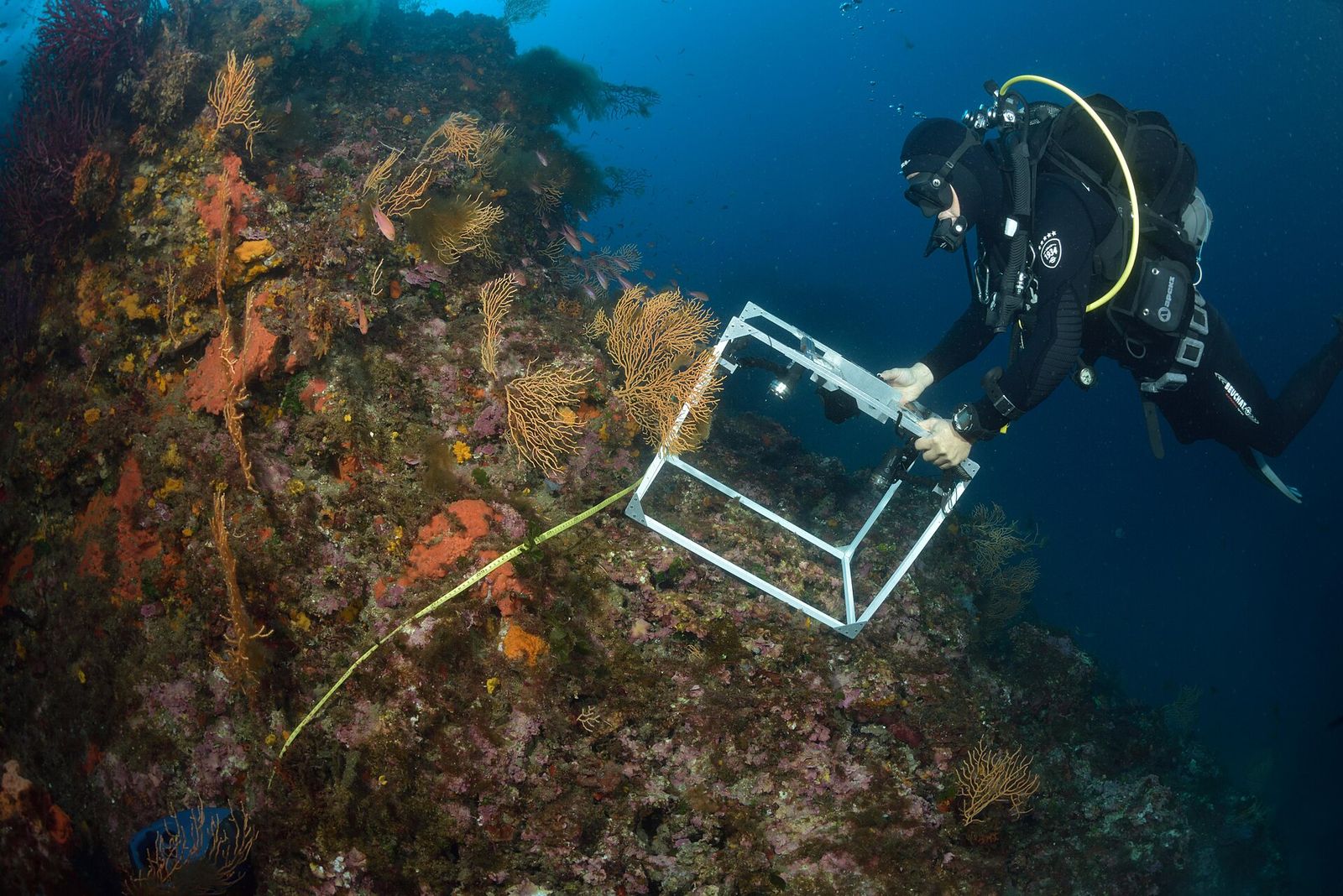 Mediterranean coralligenous assemblages: a systematic review