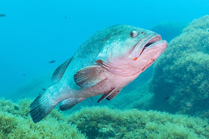 The Biodiversity of the Mediterranean Sea: Estimates, Patterns, and Threats