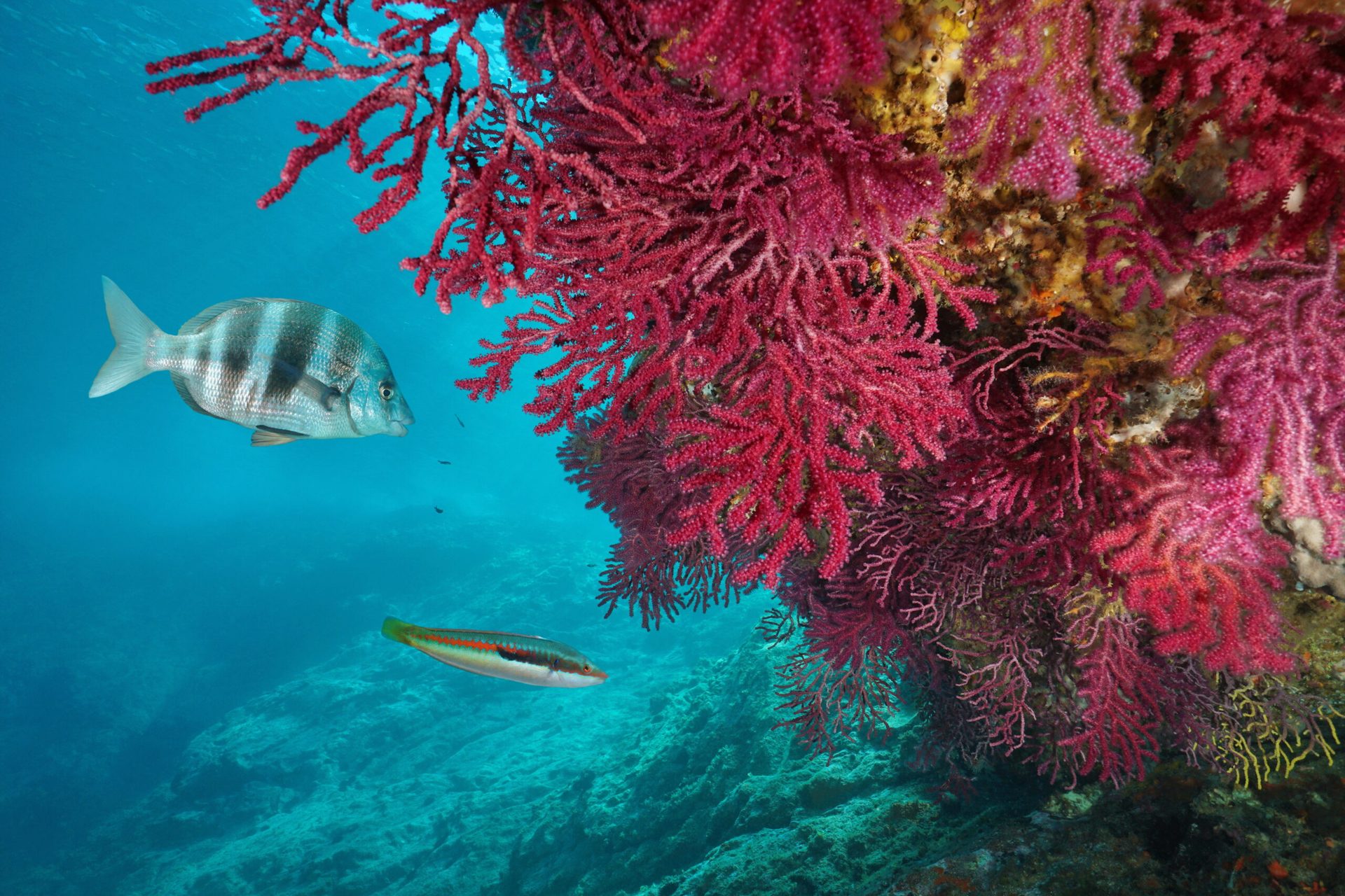 Red gorgonian soft coral with fish in the Mediterranean Sea