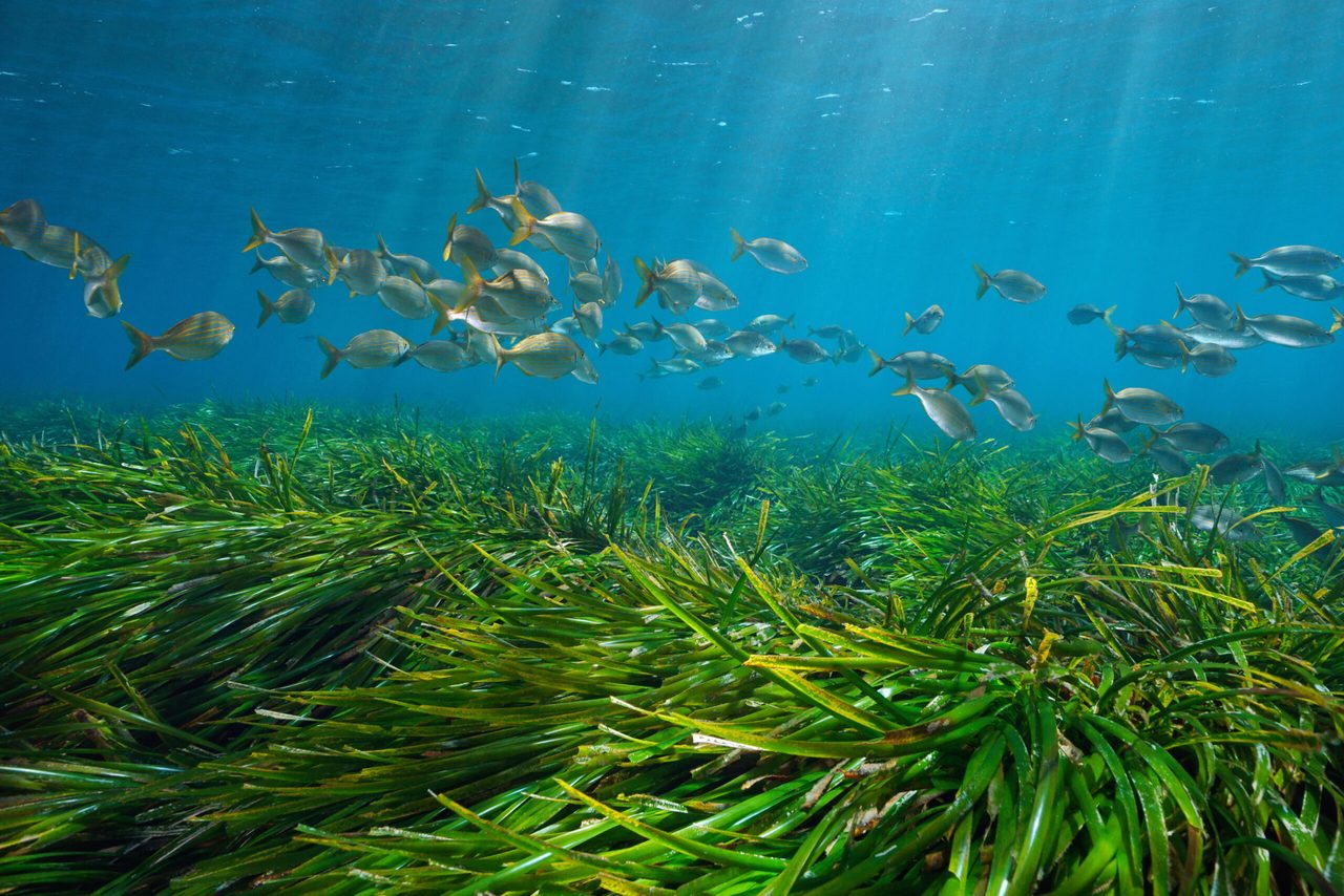 Posidonia oceanica seagrass meadow with a shoal of fish, Mediterranean Sea